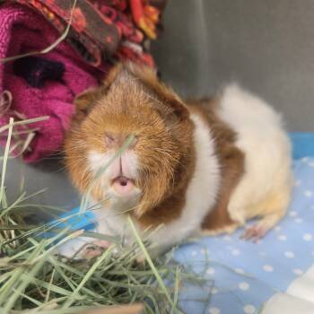 Rescue Guinea Pig Guinea Pigs for Adoption in Las Vegas, Nevada - MILO | PetCurious